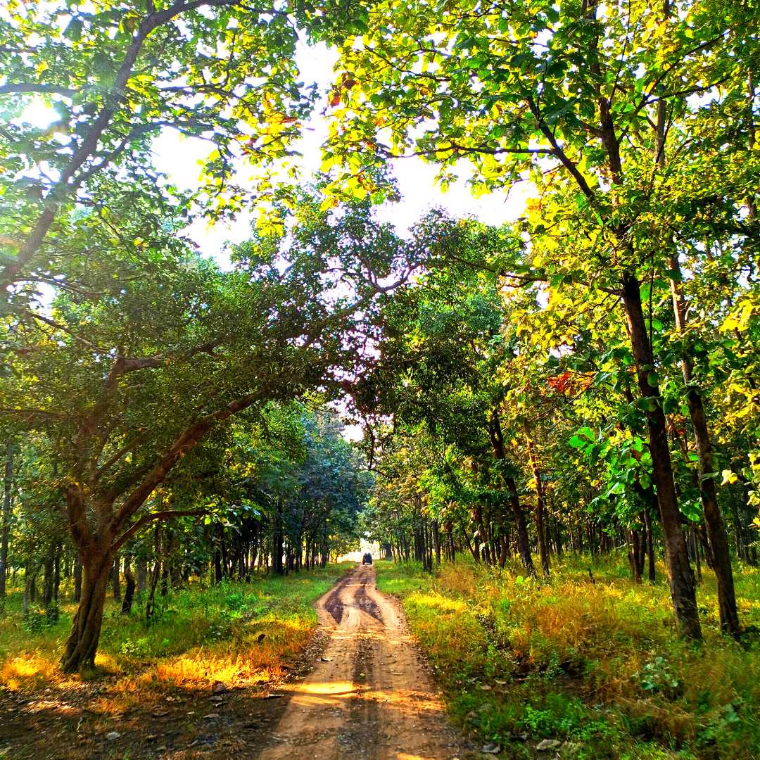 Shahanur jungle safari