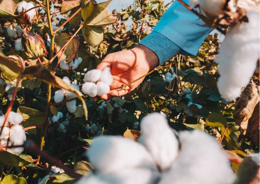 cotton pod