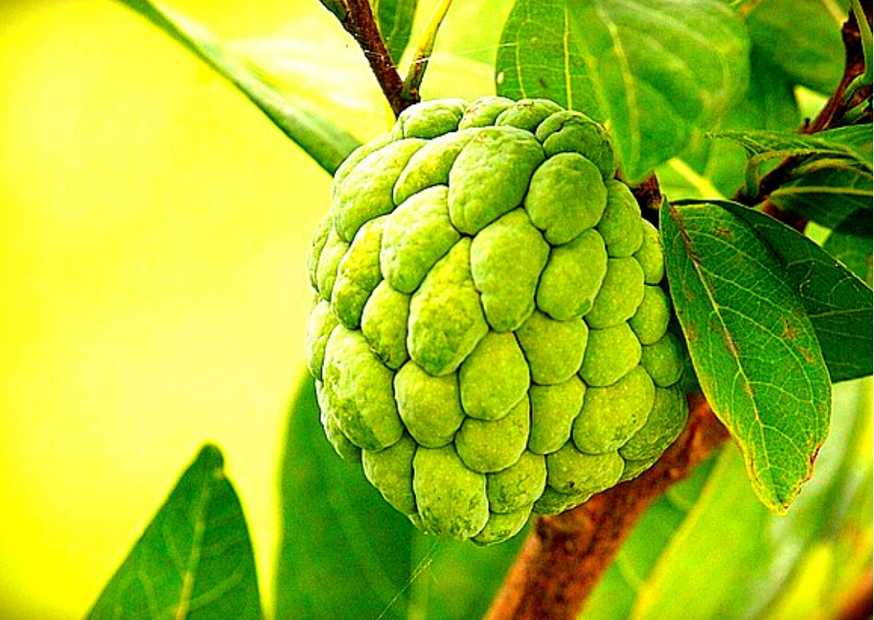 custard apple