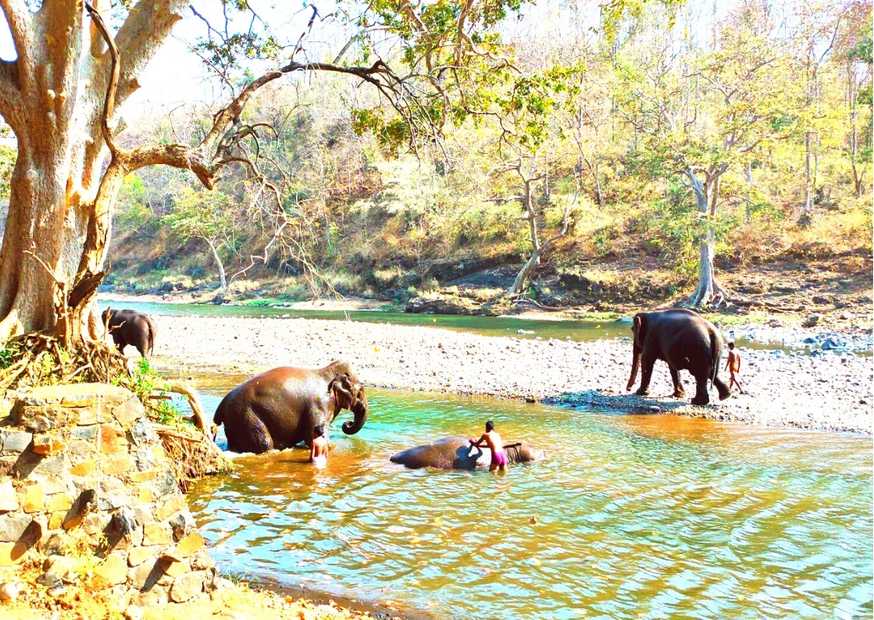 kolkas elephant bathing