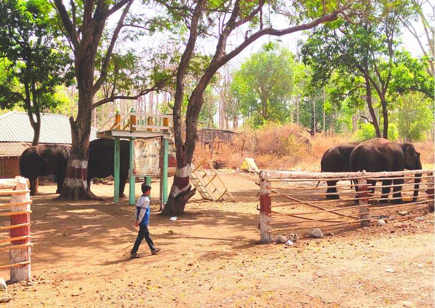 kolkas elephant safari