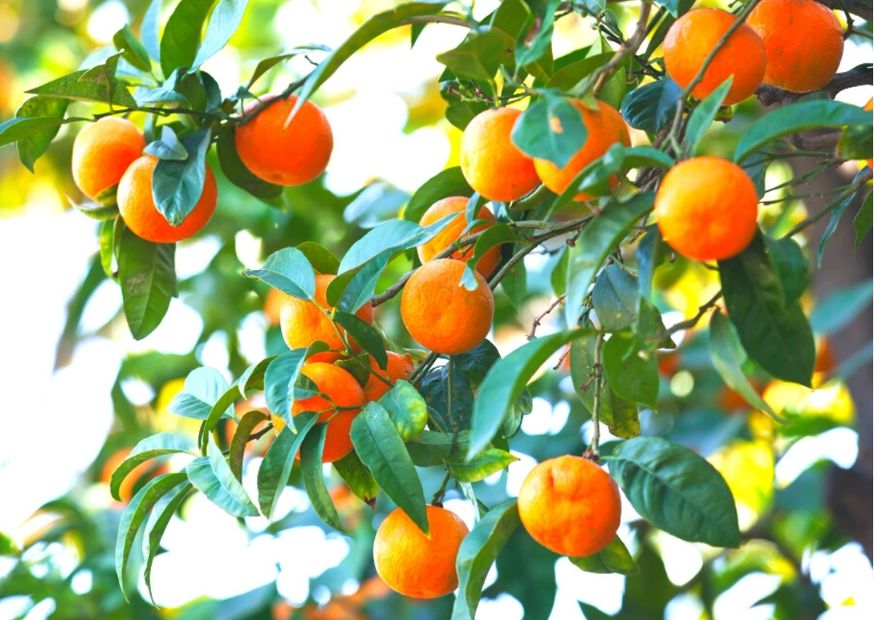 chikhaldara oranges