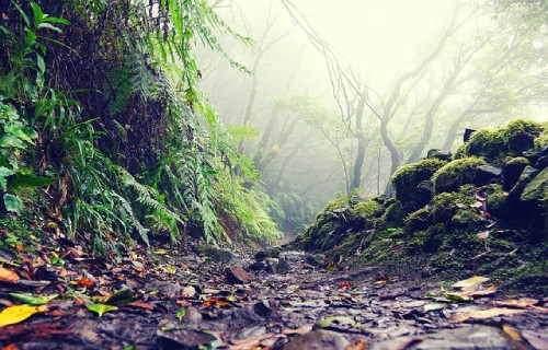 chikhaldara jungle trails