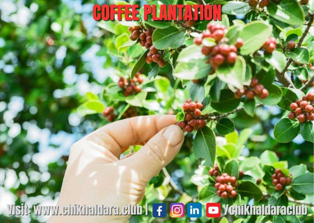 Coffee Plantation 