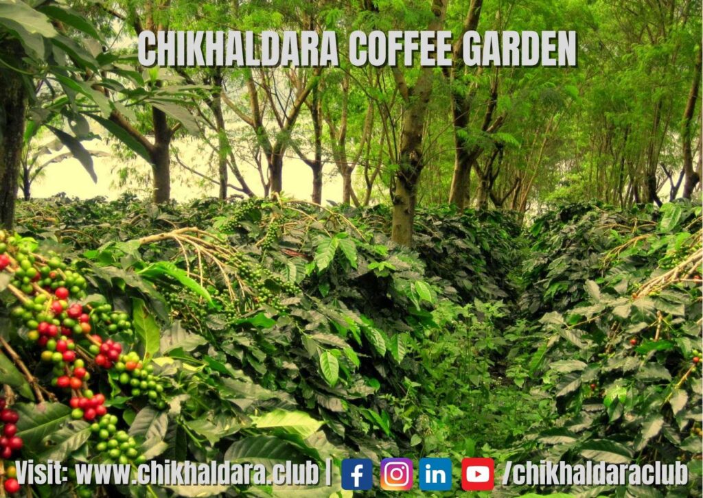 chikhaldara coffee garden