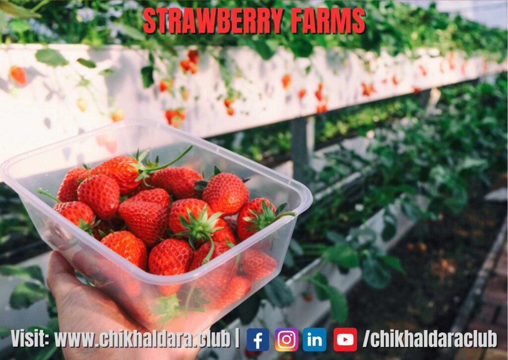 Strawberry Farm Chikhaldara 