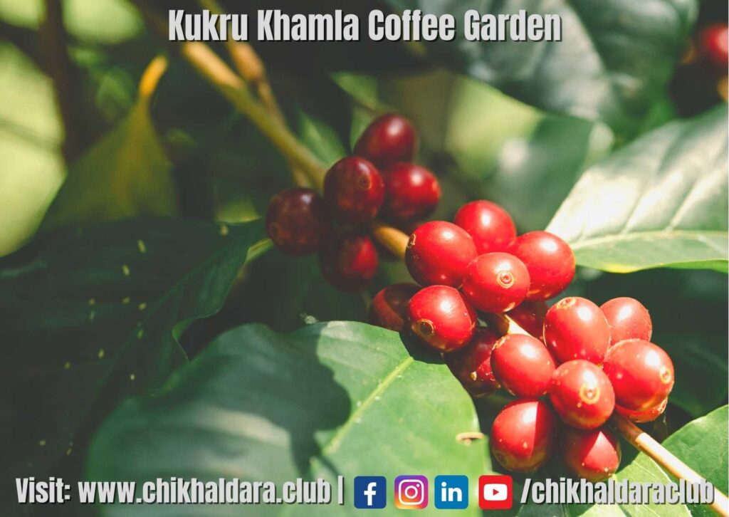 Kukru Khamla Coffee Garden