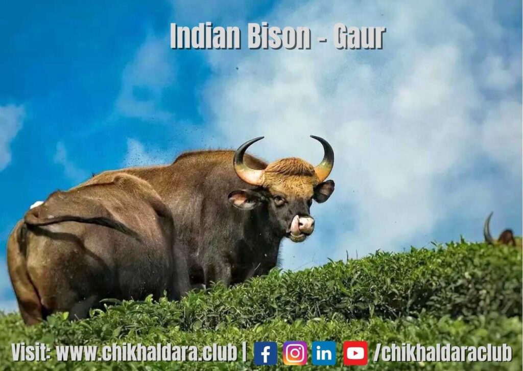 Bison | Gaur