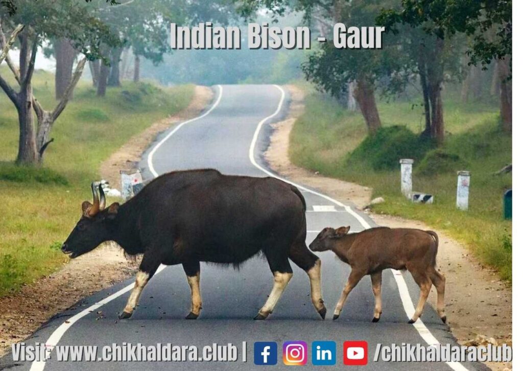 Bison | Gaur