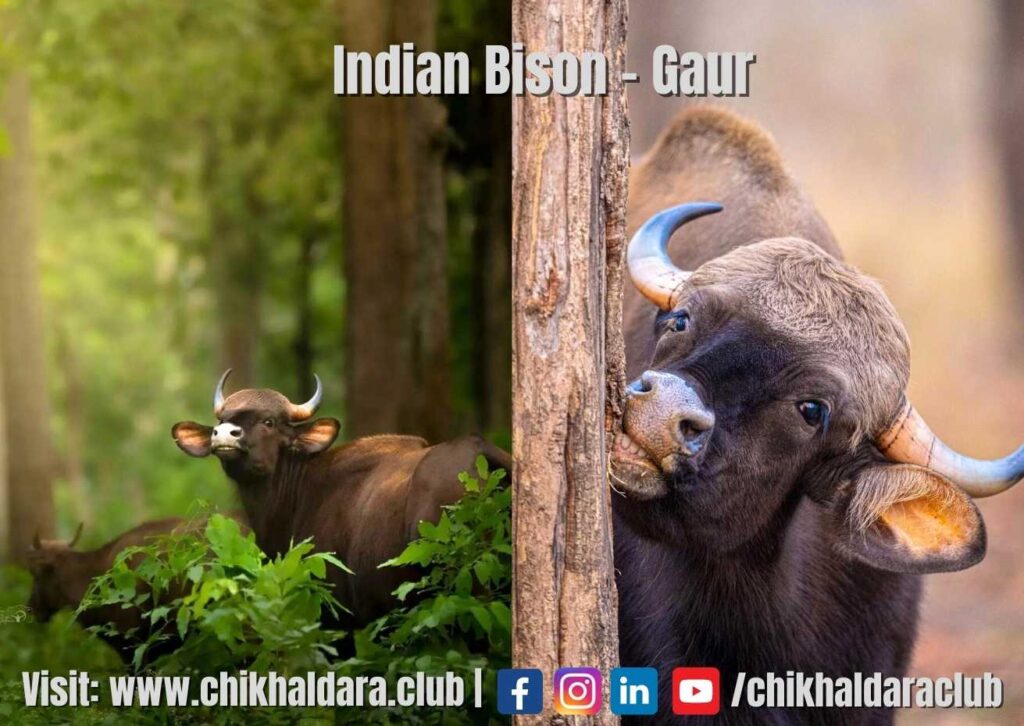 Bison | Gaur