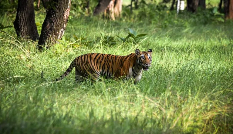 tiger chikhaldara