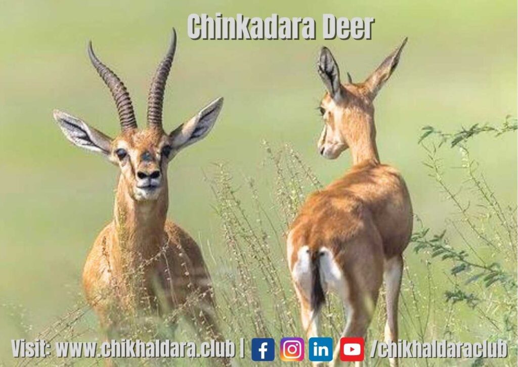 chinkara