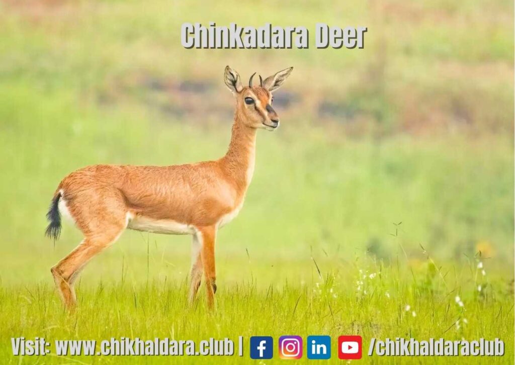 chinkara