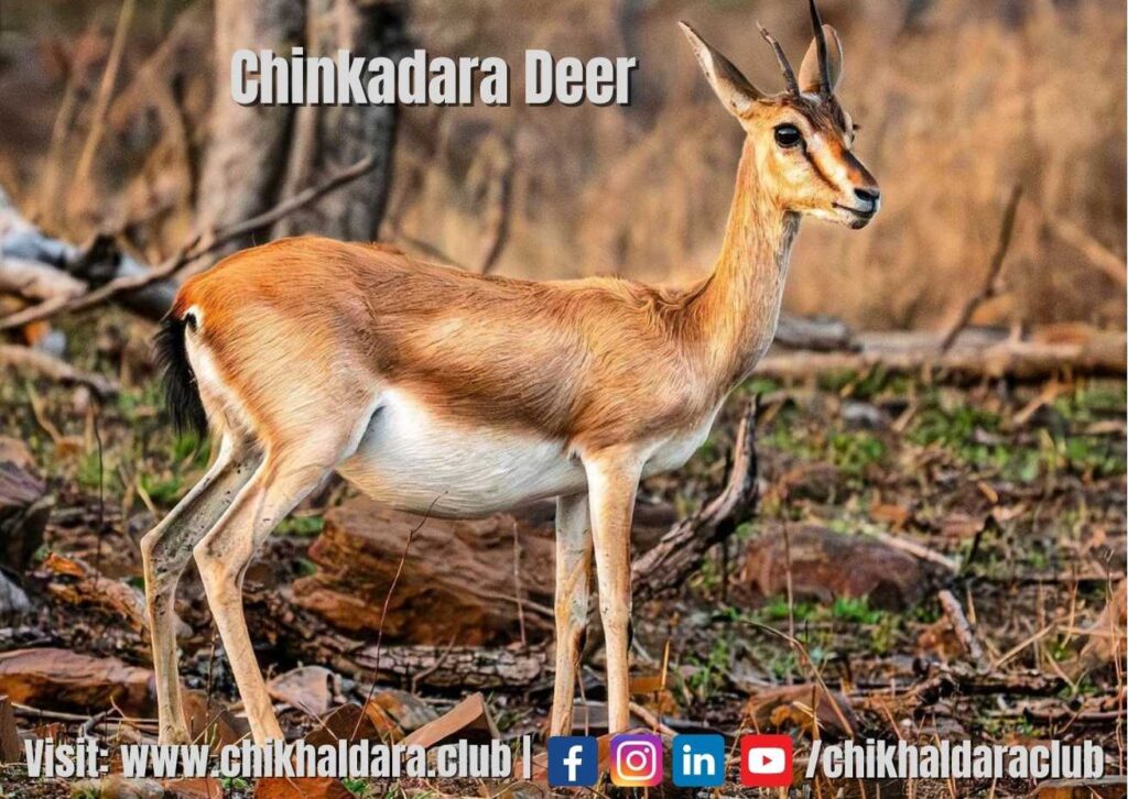 chinkara