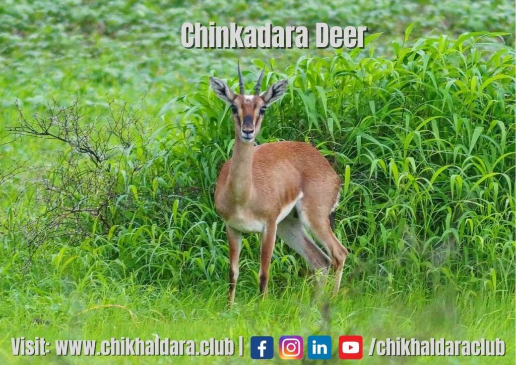 chinkara