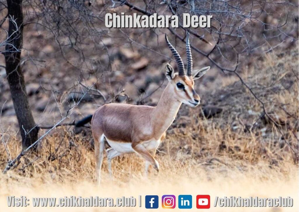 chinkara
