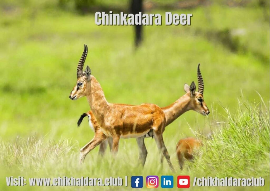 chinkara