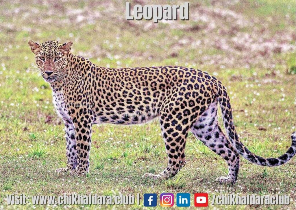 leopard