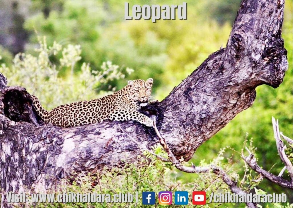 leopard